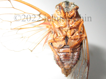 CicadatraArmenia2.png