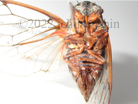CicadatraArmenia5.png