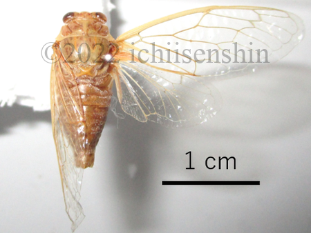 Cicadatraalhage1.png