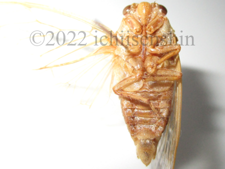 Cicadatraalhage2.png