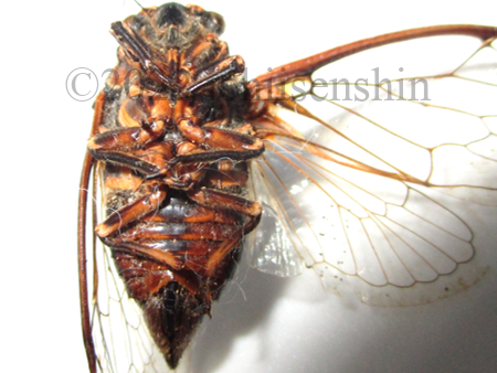 Cicadatrapersia2.png
