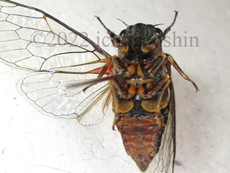 Cicadetta_montana2.png