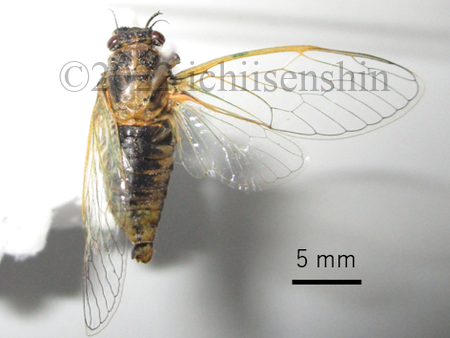 Cicadettapell1.png