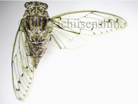 cicadamordo1.png